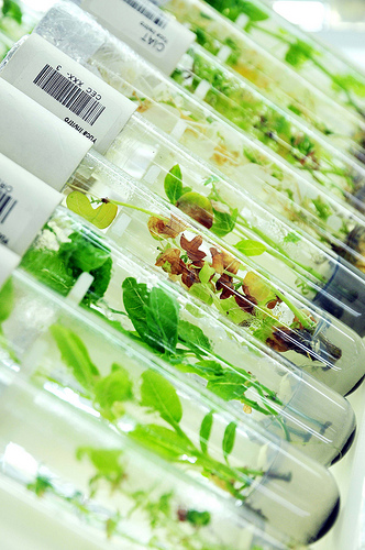 plant test tubes_Flickr CIAT